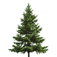 Fir Tree Christmas Pine Christmas Warmth Download Image