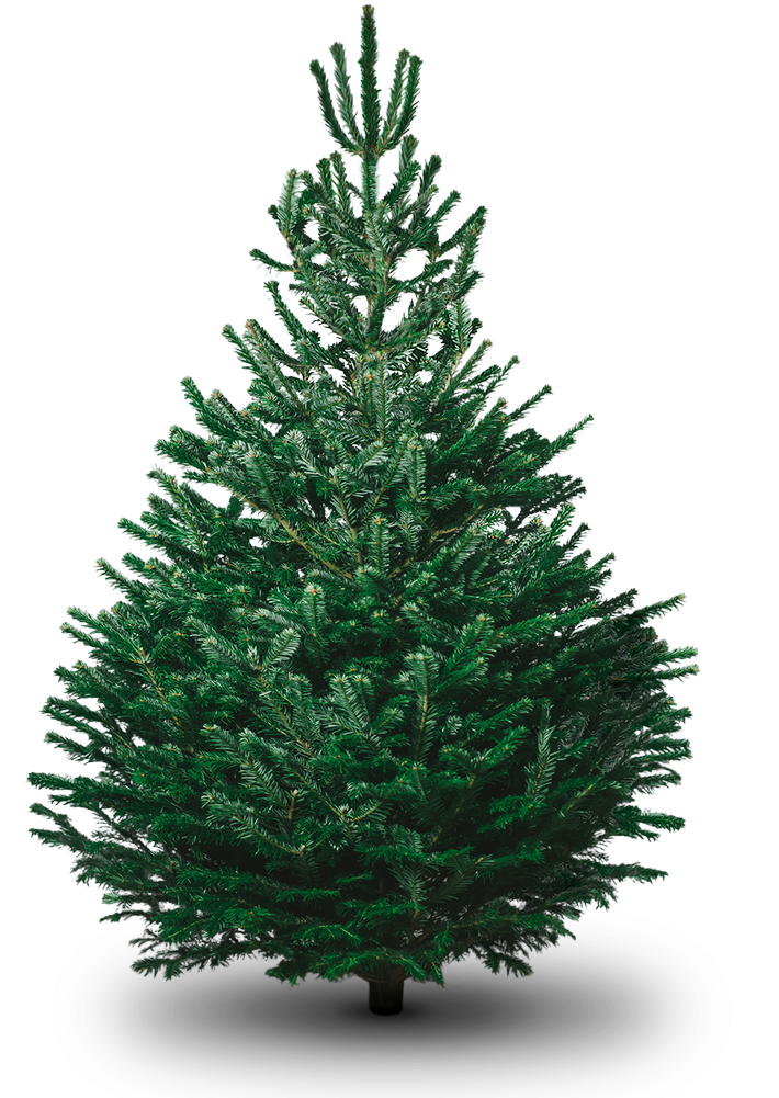 Green Fir Tree Christmas Christmas Fireplace Download Image