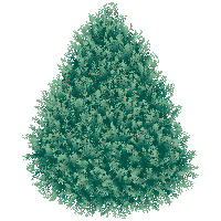 Real Fir Tree Christmas Christmas Nativity Download Image